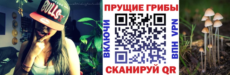 Галлюциногенные грибы Psilocybe  Удачный 